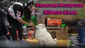 Kendine Müzisyen Kemal'in Köpeği Elsanın Cinsi Nedir